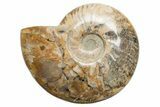 Polished Cretaceous Ammonite (Cleoniceras) Fossil - Madagascar #216112-1